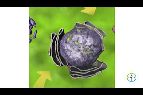 Phoséthyl d’aluminium, mode d’action unique en fruits à pépins.